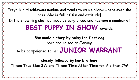 Text Box: Freya is a mischievous madam and tends to cause chaos where ever she goes. She is full of fun and attitude! In the show ring she has made us very proud and has won a number of BEST PUPPY IN SHOW awards. She made history by being the first dog born and raised on Jersey to be campaigned to her JUNIOR WARRANTclosely followed by her brothers Tiroen True Blue JW and Tiroen Time After Time for Alolfran JW  